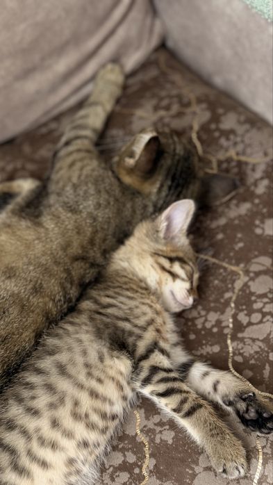 Отдаем котенка мальчика бесплатно