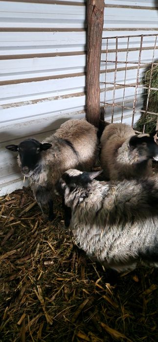 Vând doi ,berbeci romanov .