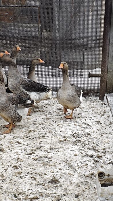 Продам гусей,на племя.