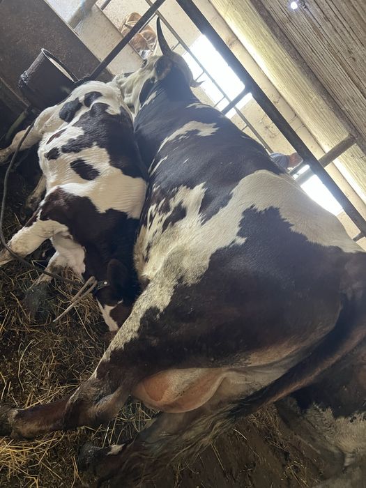 Vand vaca cu vita de 3 luni