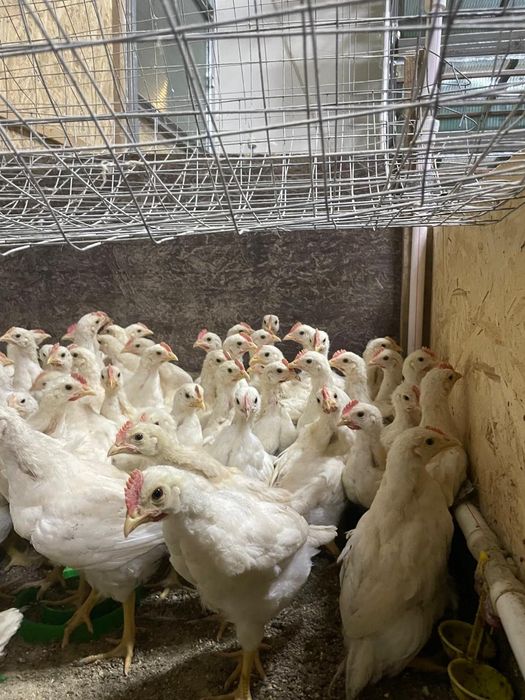 Продам петушков породы Родонит