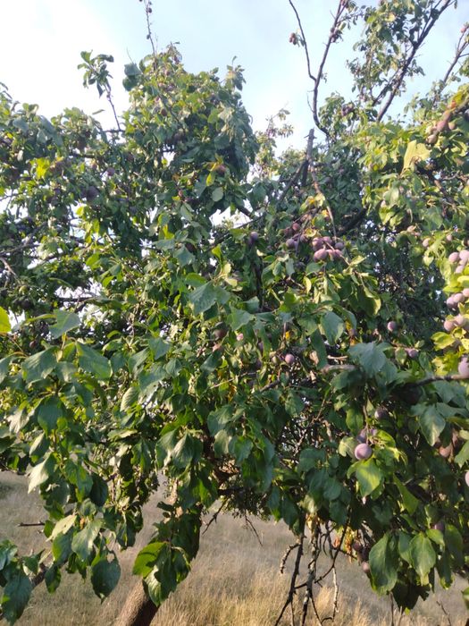 Vand prune.