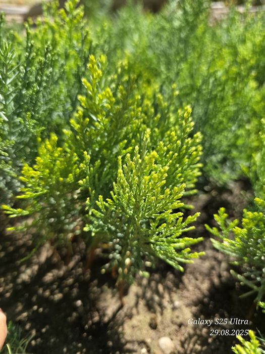 Туя голд кучатлари