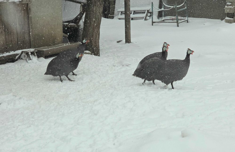 Bibilica și bibiloi de vânzare