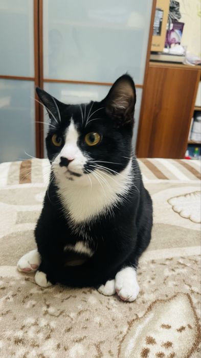 Котенок породы Манчкин