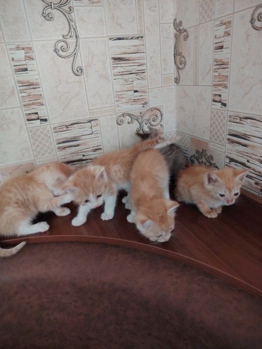 Отдам котят в хорошие руки