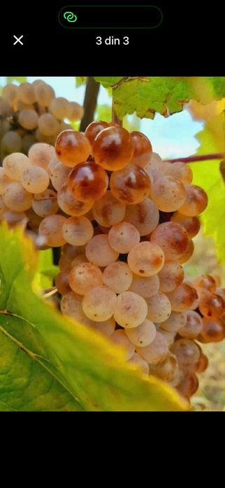 Struguri de vin