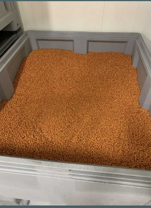 Vând fructe de cätină ecologice