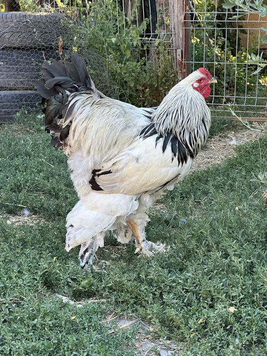 Disponibili cocosi brahma herminat dechis
