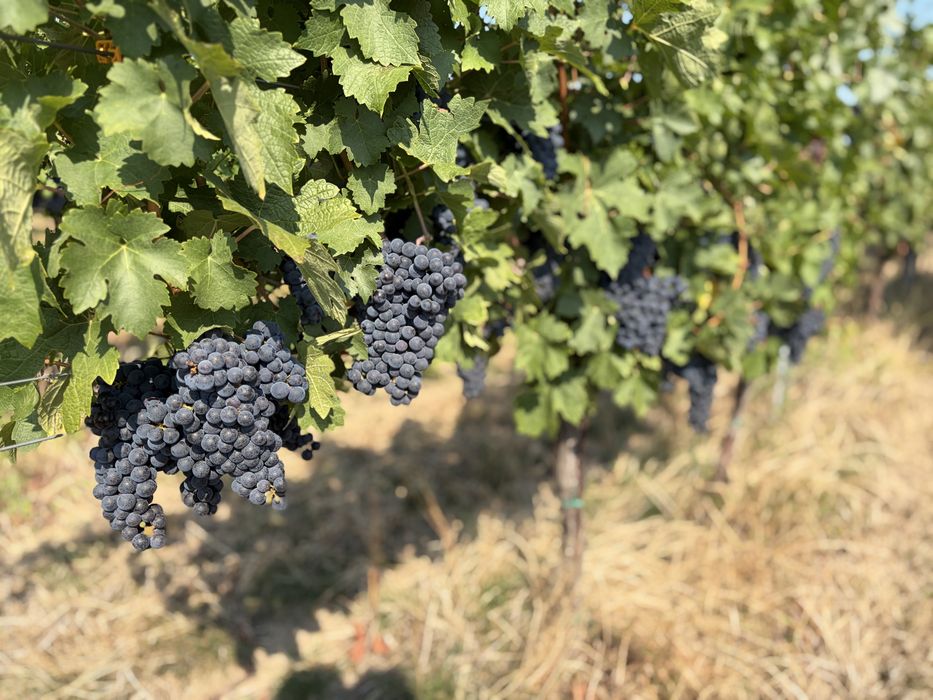 Struguri de vin