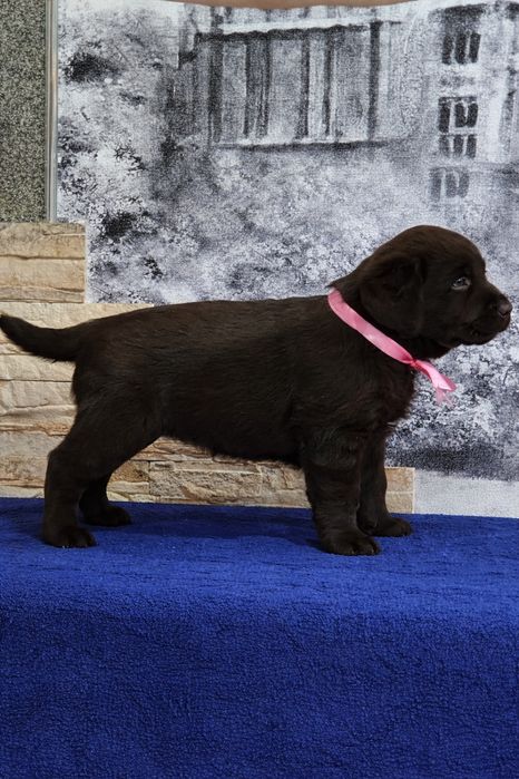 Продам щенков породы Лабрадор-ретривер