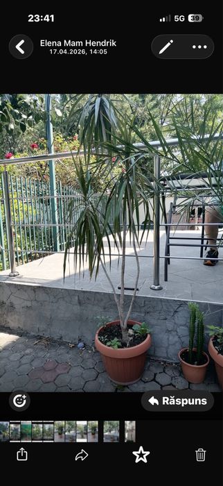 Plante verzi de vânzare