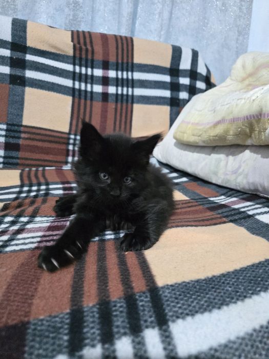 Котята мейкуна, классика