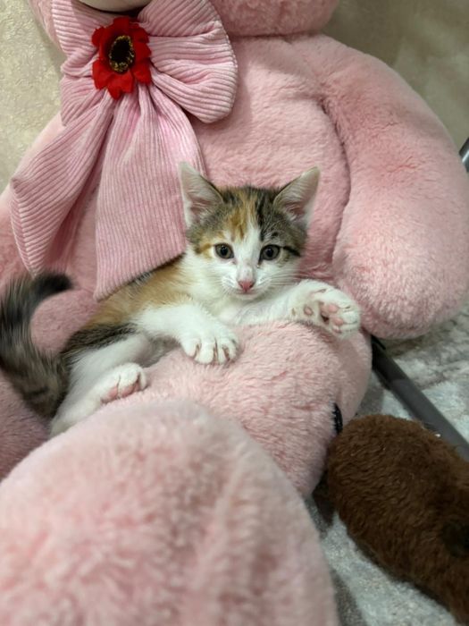 Ищу семью для милой девчонки