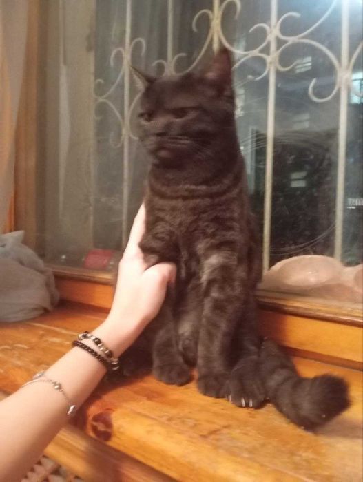 Красивые кошки разных цветов и пород