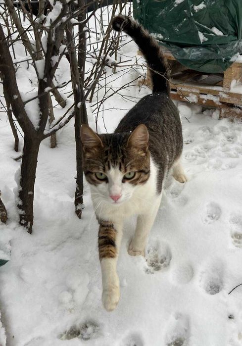 Donez motanel lipicios