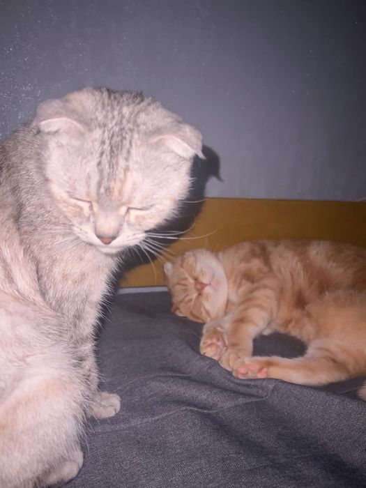 отдам кошек в добрые руки