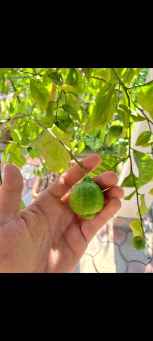 Lamai în vârstă de 9 ani