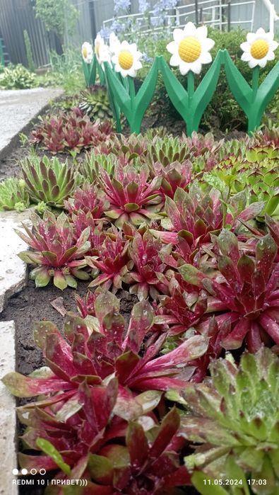 Молодило или Каменная роза