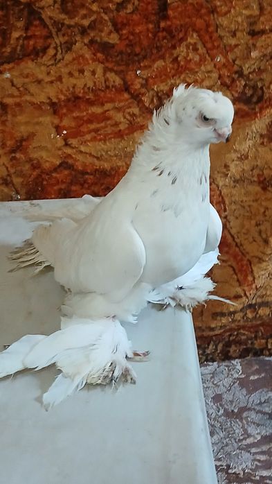 Голубка гульбодамка