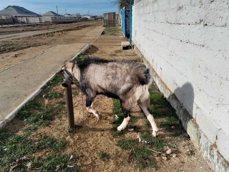 НубиТеке 2 жасар 70000т