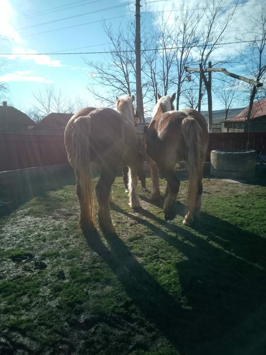 De vanzare iepe semigrele