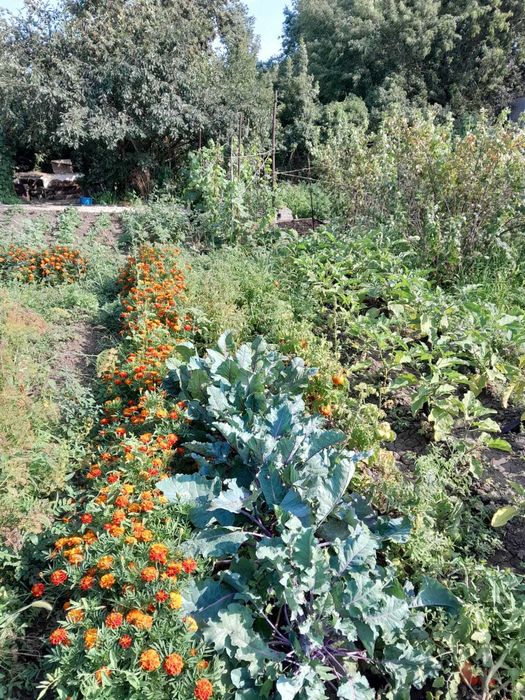 Продам дачу в обществе Парус