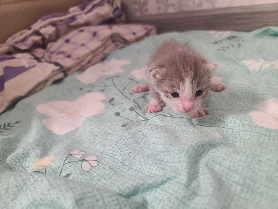 Отдаю котят в хорошие руки.
