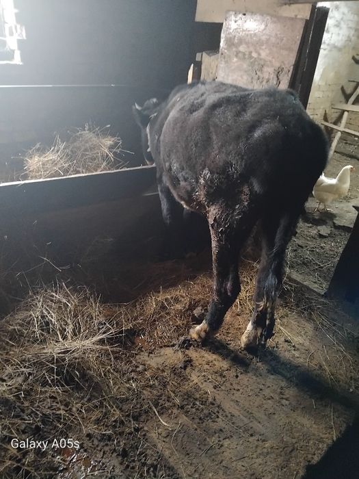 Продам тёлка полторашка