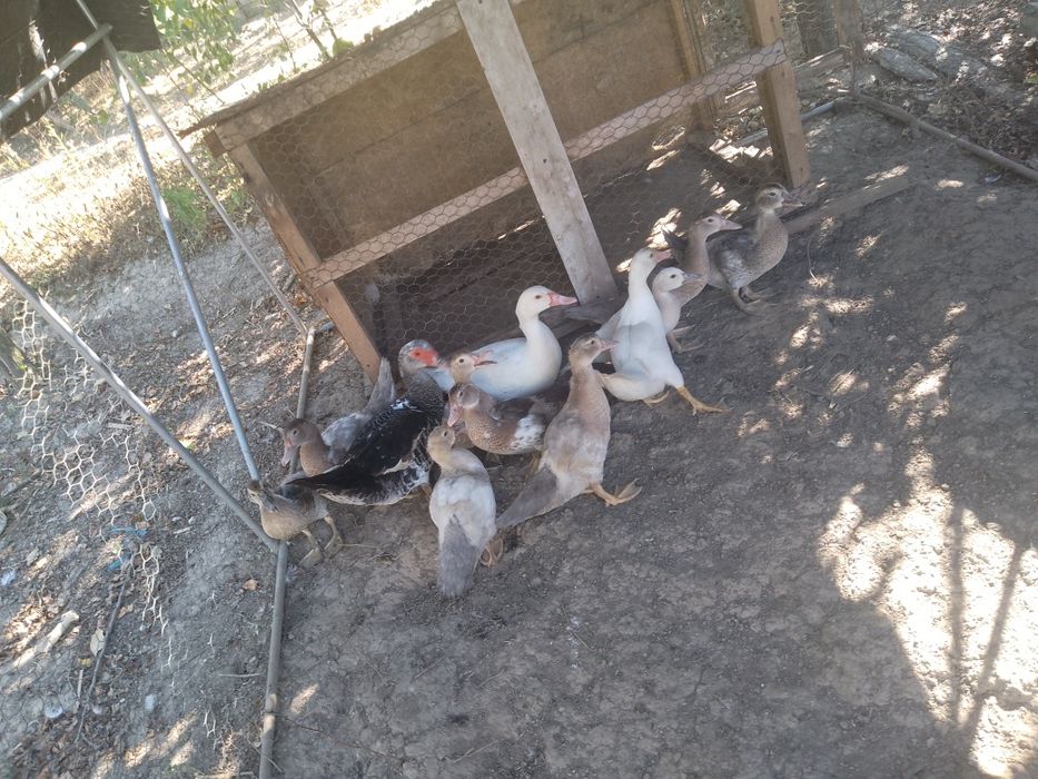 Vând rate mute mature și tinere