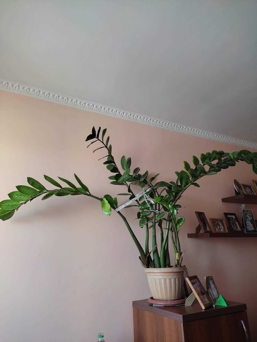 Продам замиокулькас