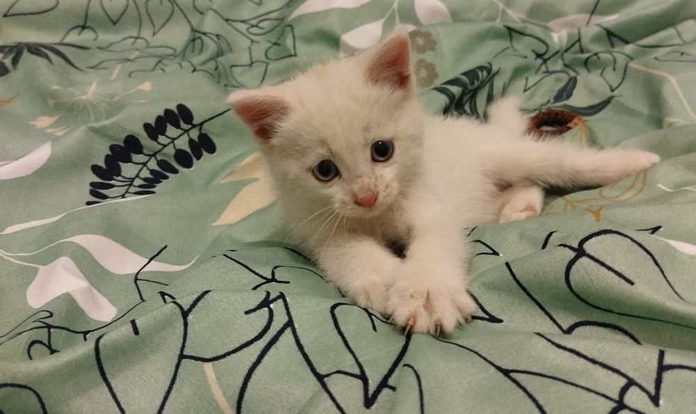 Котёнок в добрые руки