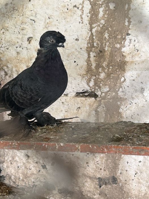 Кептер голуби сатылады продается