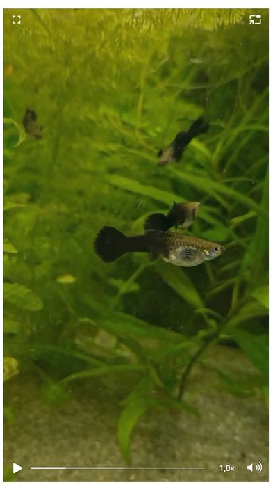 Guppy Tuxedo Black -  Guppy Mixt - Carasi Oranda