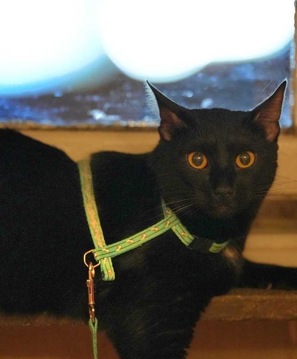 Motan Blacky castrat negru stralucitor