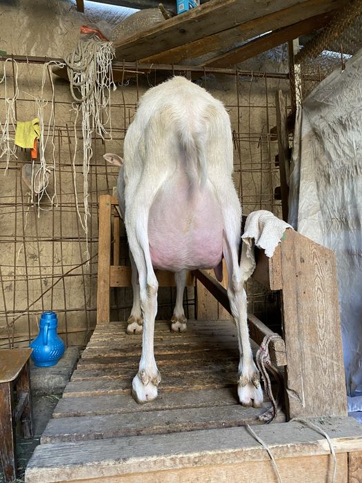 Эчки занин.