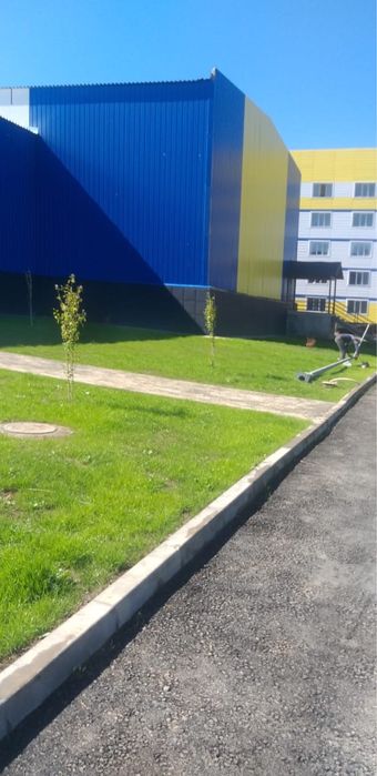 Посевной газон Под ключ