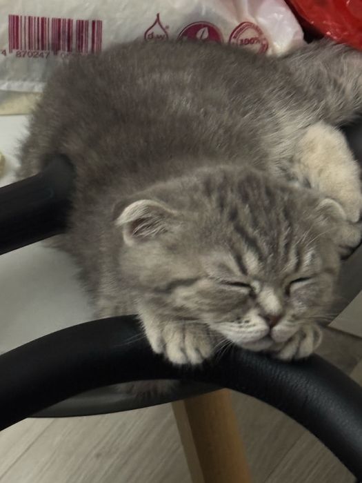 Котенок вислоухий