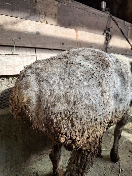 ҚОШҚАР, 3 жасар,  сатылады