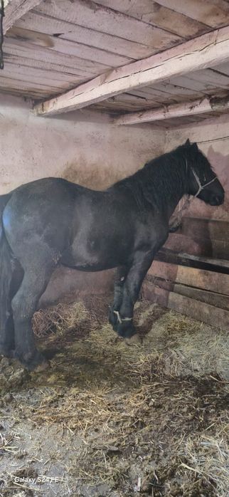 Vand manz de 2 ani sau schimb cu vaci vitei si tractoare romanesti