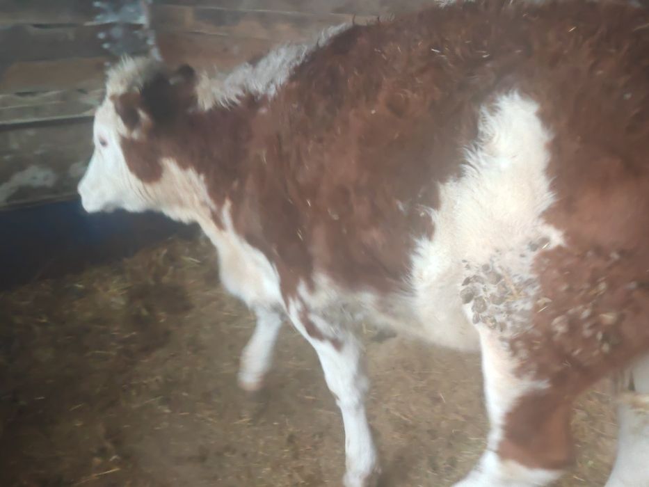 Продам бычка 500000