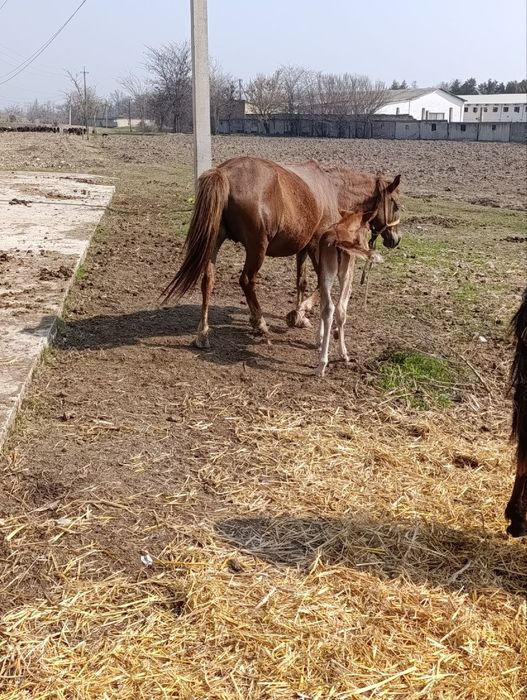 От бор она бола. Яна 2 та 1 ёшли той хам бор. 25млн сум Куйи Чирчик.