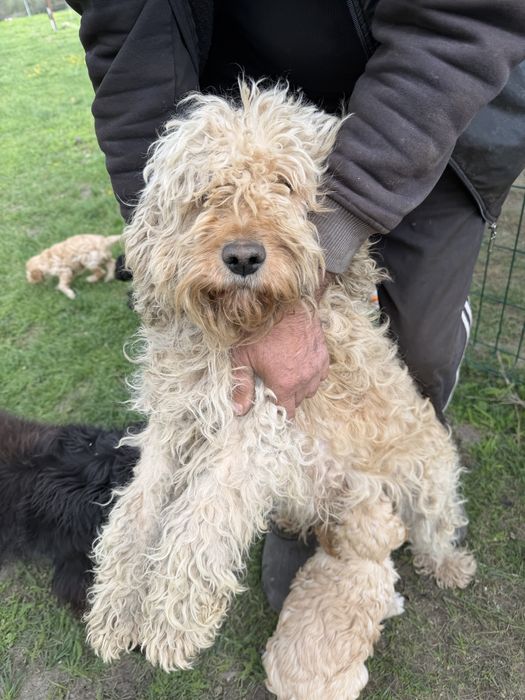 Лагото Романьоло