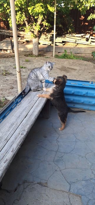 Щенок в добрые руки