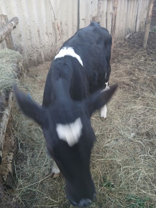 Продаётся телёнок