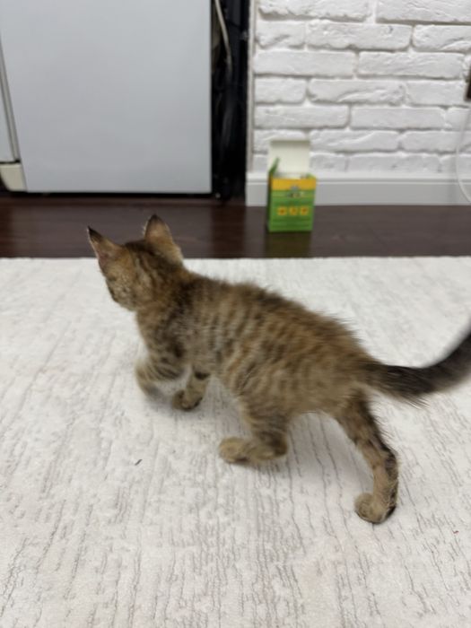 Отдам котенка девочку в добрые руки
