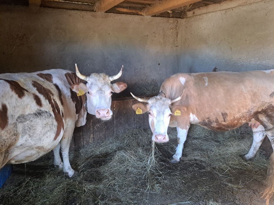 De vânzare doua vaci ,tinere, detalii la 0754652785