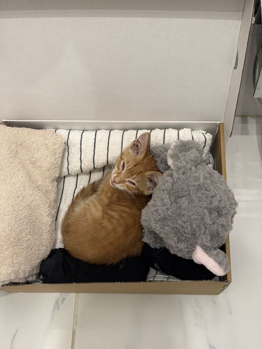 Отдам рыжего котика в добрые руки!!