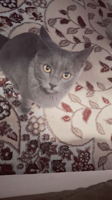 Кот для вяски

Предлагаем к вязке красивого, здорового