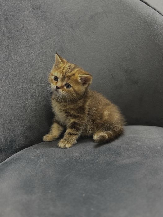 Продам котенка девочка